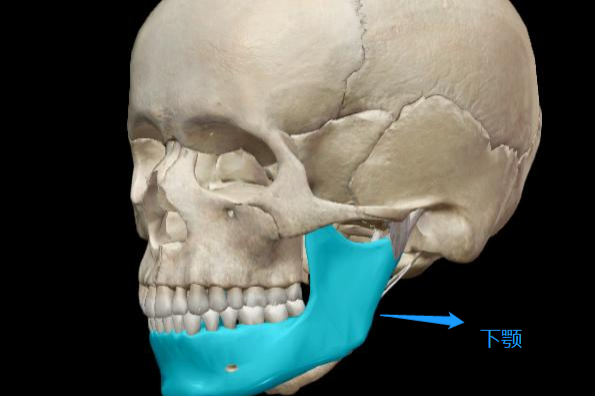 下颌位置示意图