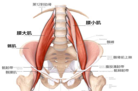 腰的位置示意图