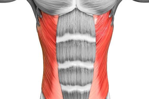 腹外斜肌解剖的图片