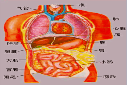 女性人体内脏解剖图