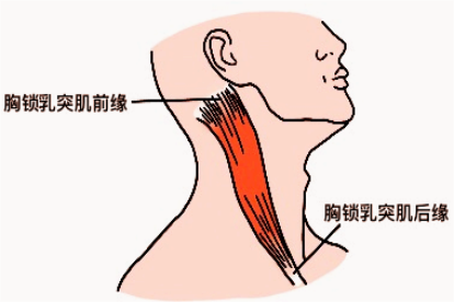 胸锁乳突肌前缘和后缘图片