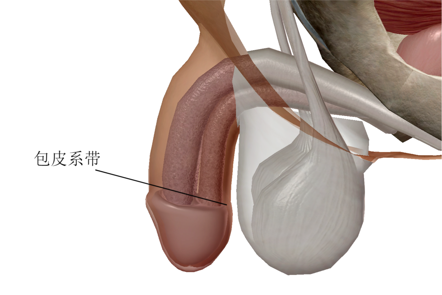 包皮系带位置图