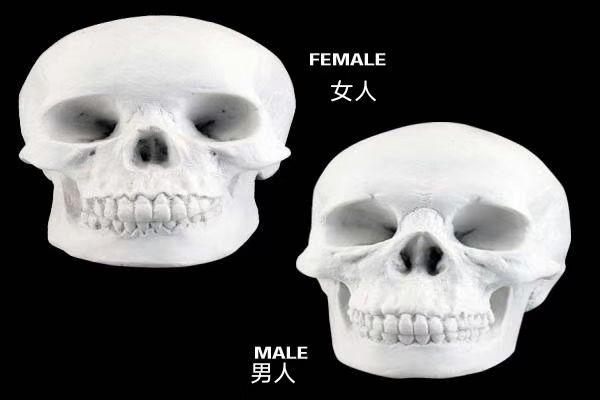 男女头骨对比图片