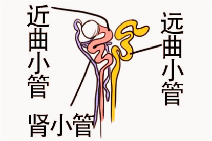 肾小管近曲小管和远曲小管图像