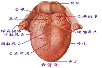 舌头结构图与名称功能
