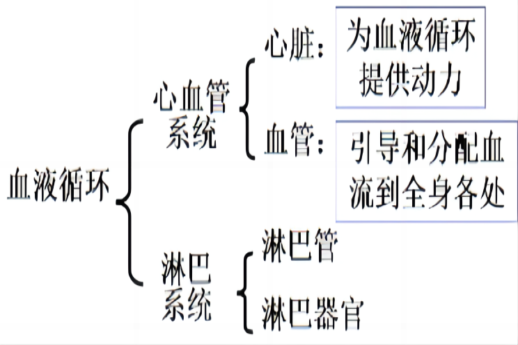 血液循环系统思维导图