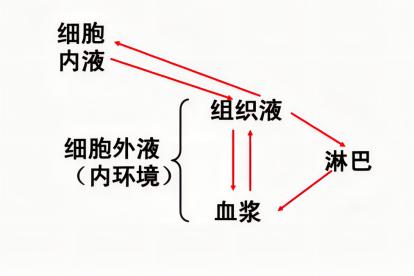 组织液淋巴和血浆的关系图