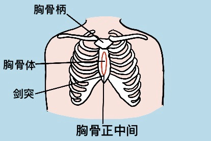 胸骨正中间位置示意图