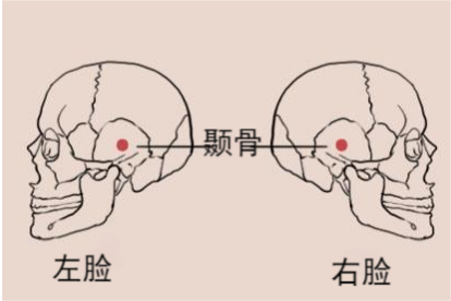 两颞侧位置示意图