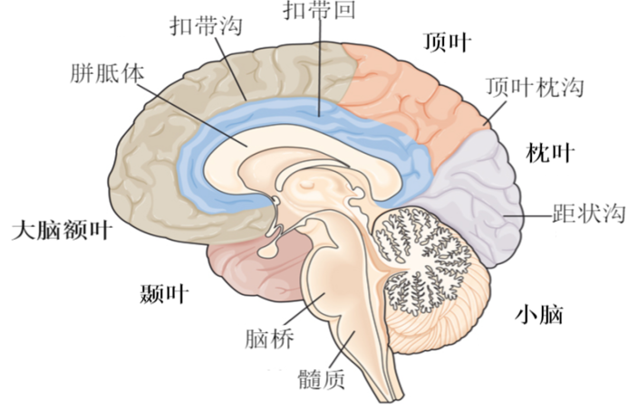 大脑表面图片