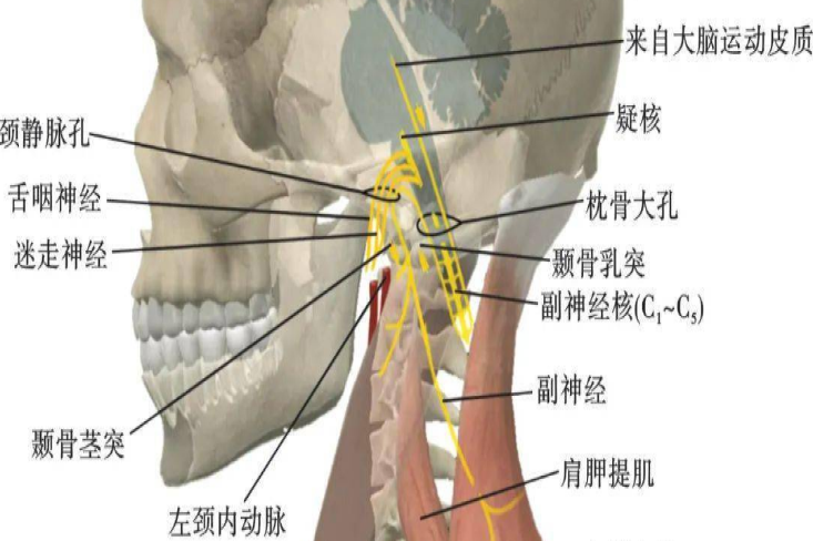 副神经解剖图片
