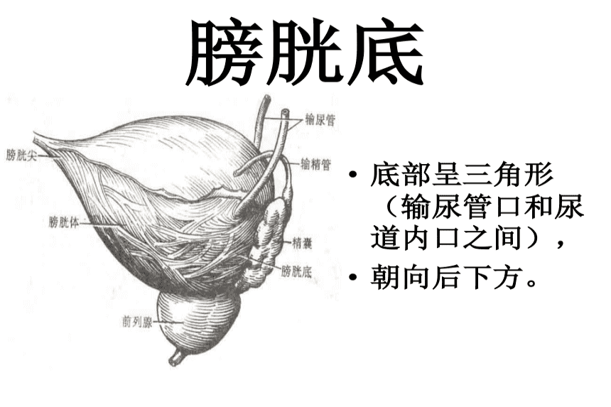 膀胱叩诊顺序图解