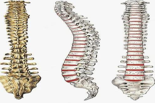 人的背脊骨示意图
