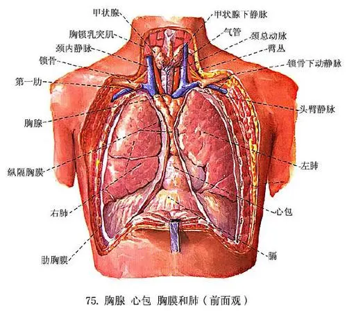 肺的解剖位置