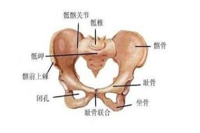 男性耻骨联合位置图