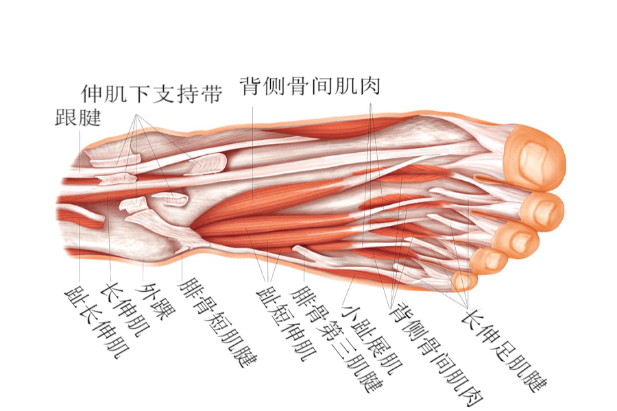 脚部肌肉图片