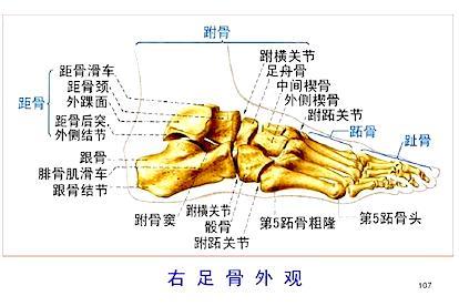 右足骨图片