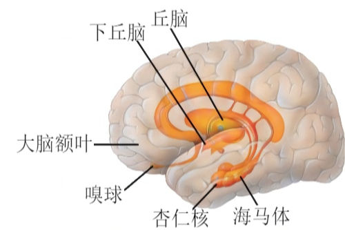 大脑边缘系统图片