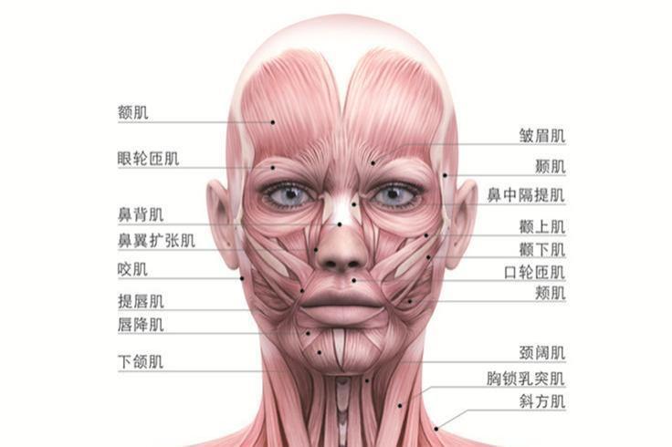 面部肌肉图片