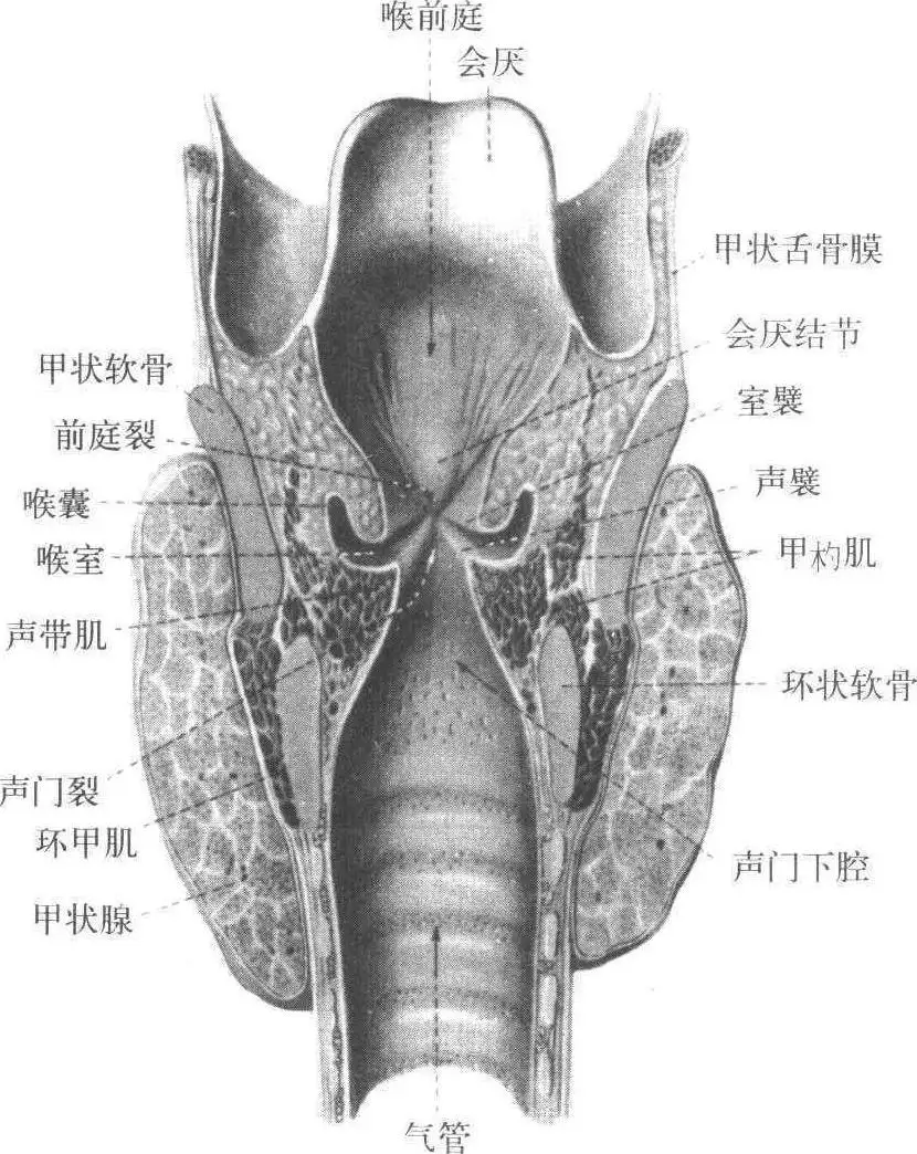 室带和声带的解剖图