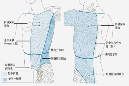 腋淋巴结的分群及分布模式图