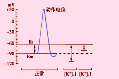 骨骼肌细胞动作电位图