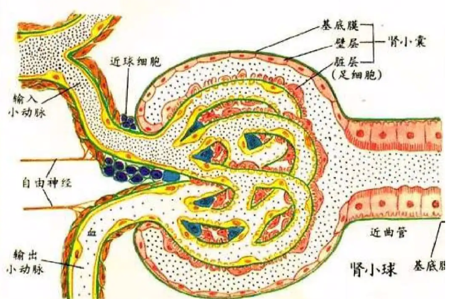 肾小球解剖的图片