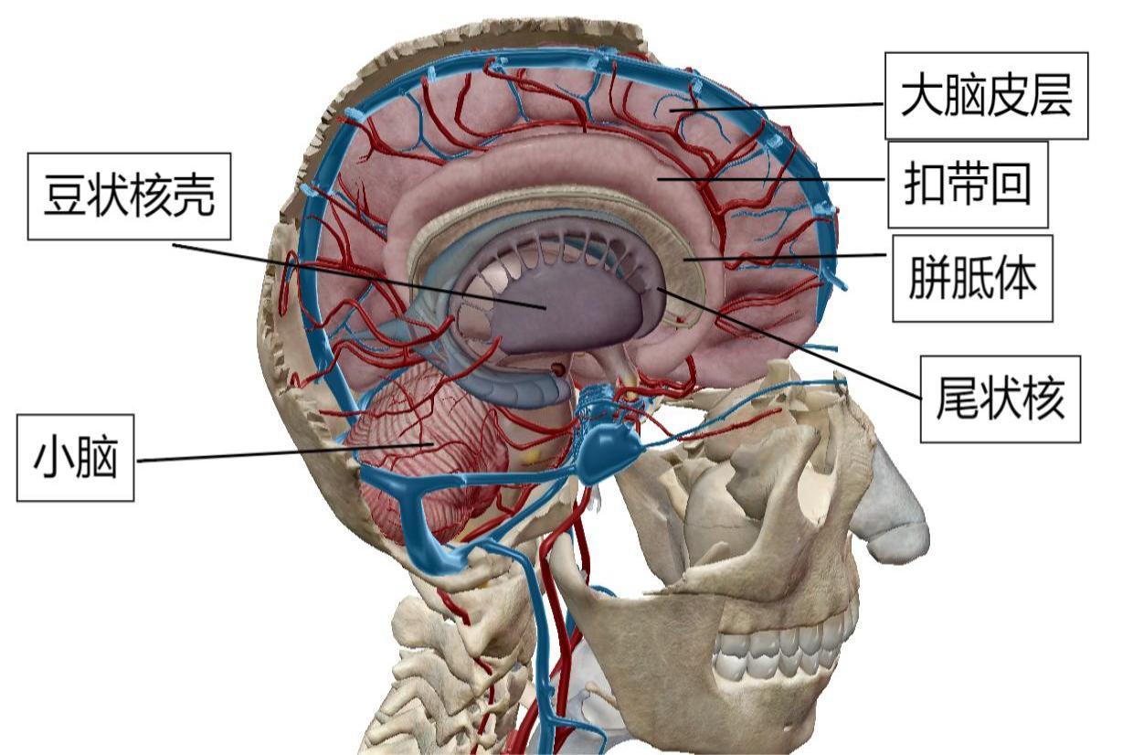 脑部剖面图