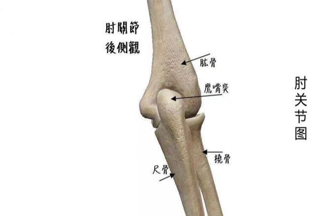 左尺骨位置图片