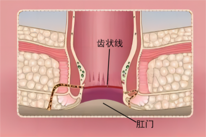 肛门解剖结构示意图