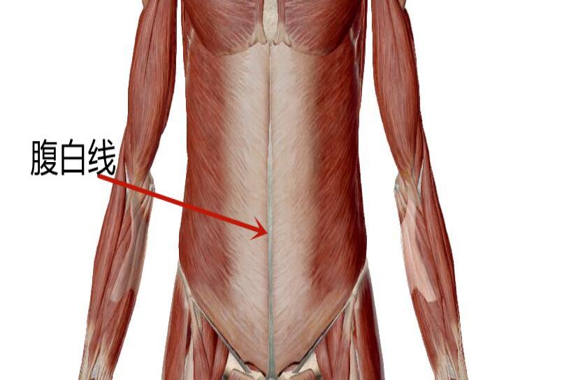 腹白线的图片
