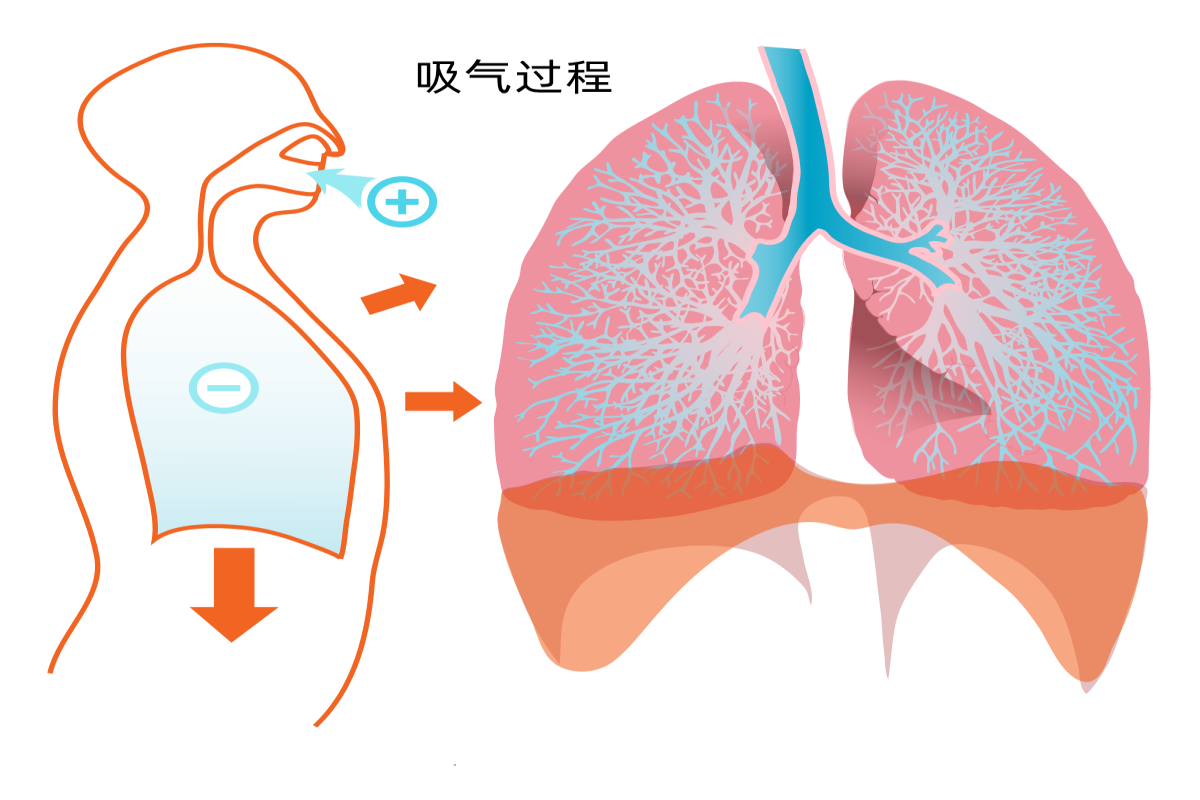 吸气过程图