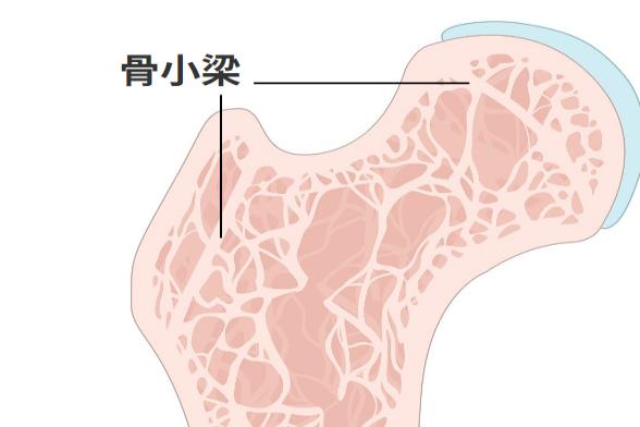 骨小梁图片