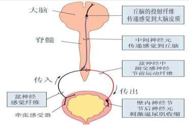 排尿反射原理图片