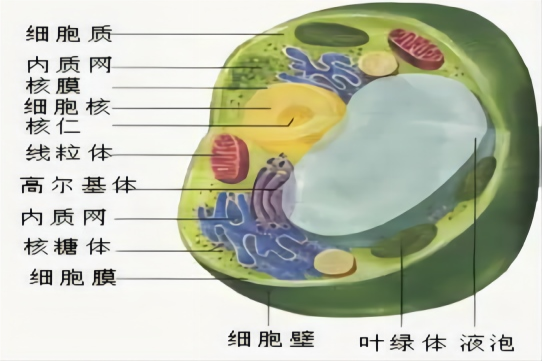 植物细胞结构图