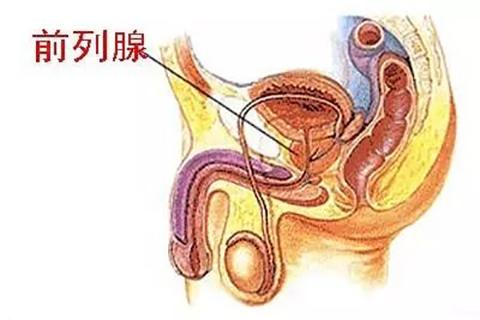前列腺图片