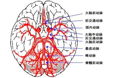 大脑血管解剖结构图