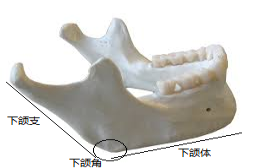 下颌骨位置图片