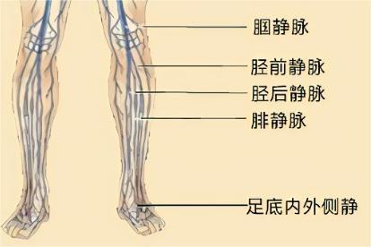 小腿静脉血管图片
