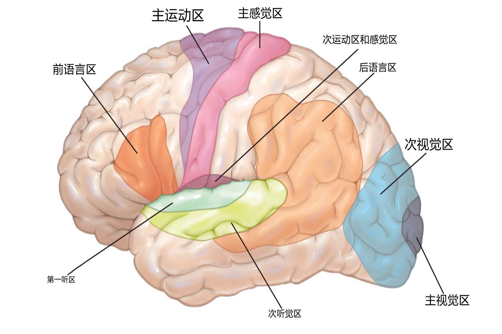 大脑皮层分区示意图片