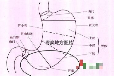 幽门和胃角的切迹平面间为胃窦，胃窦为有一定形态、靠近幽门部分、下界十二指肠。
