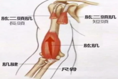 肱一头肌位置示意图