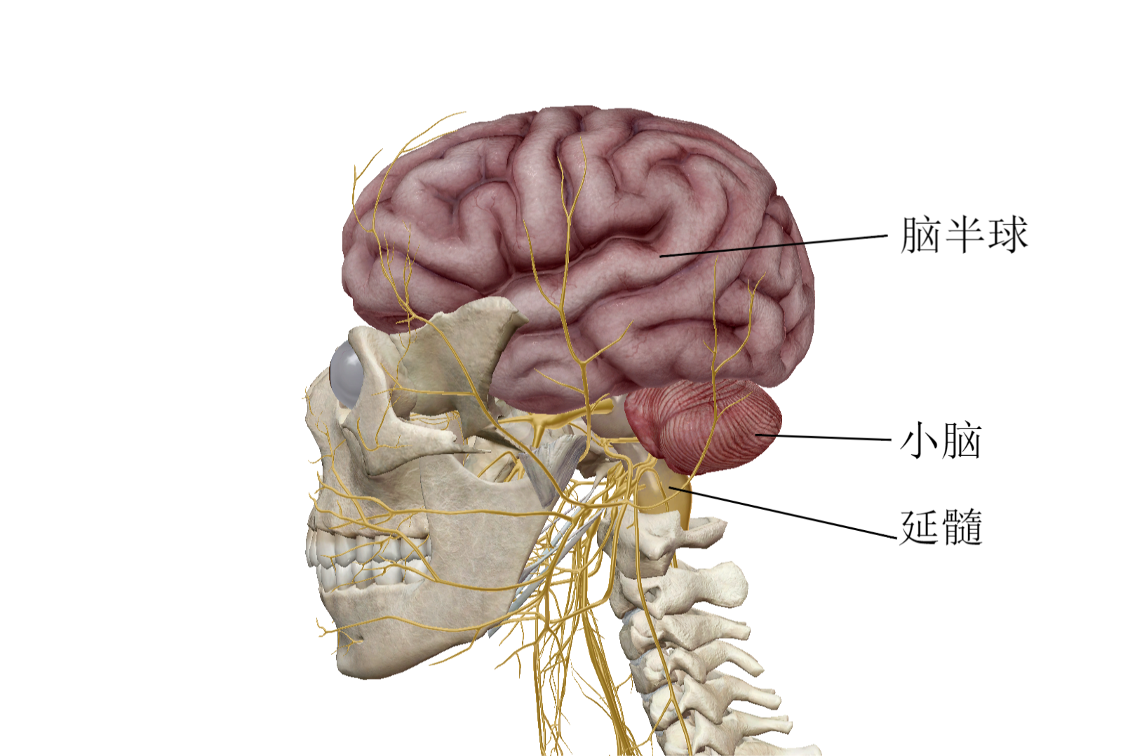 大脑结构左视图片