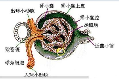 肾小球解剖结构示意图片