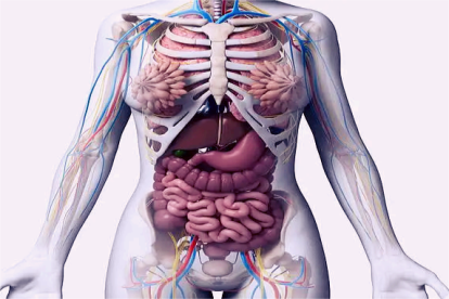 女性人体内脏解剖图