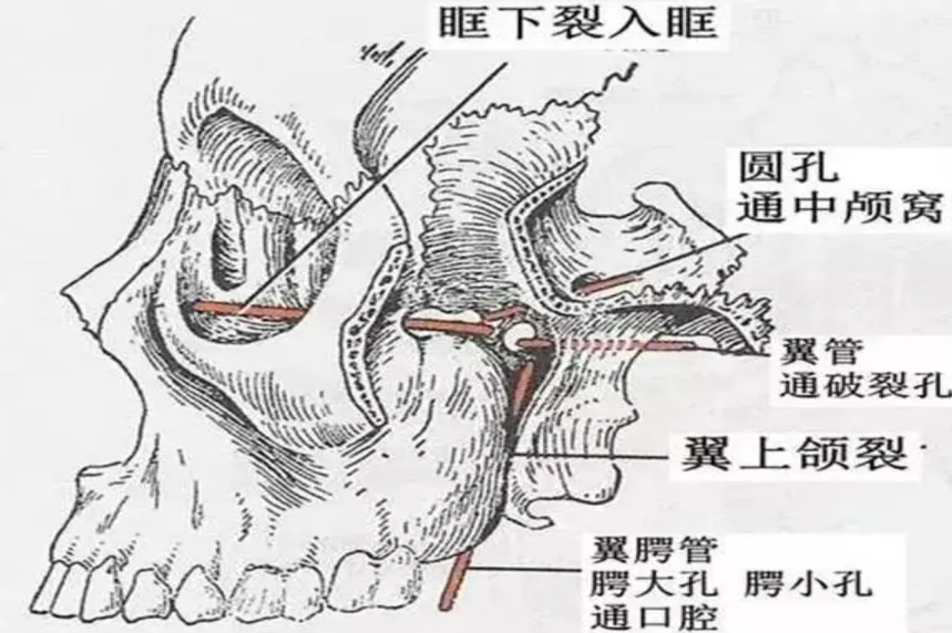 鼻腭管解剖位置图