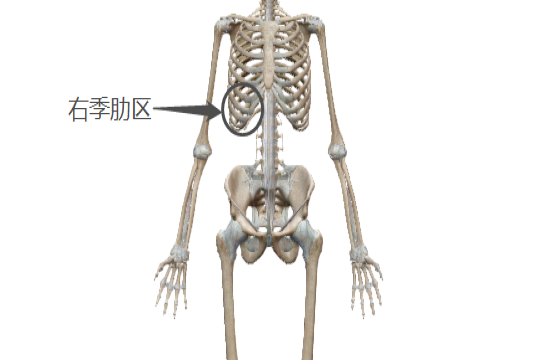 右季肋区图片