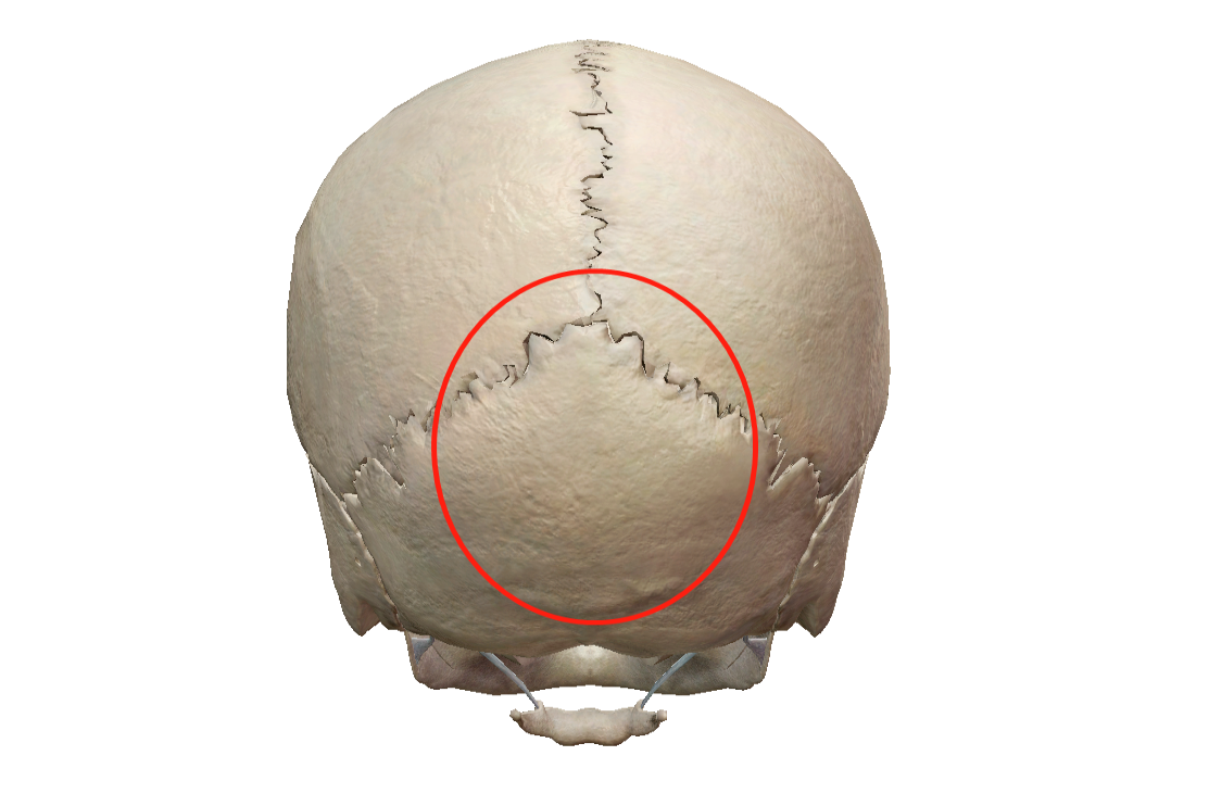 后脑勺的危险区域
