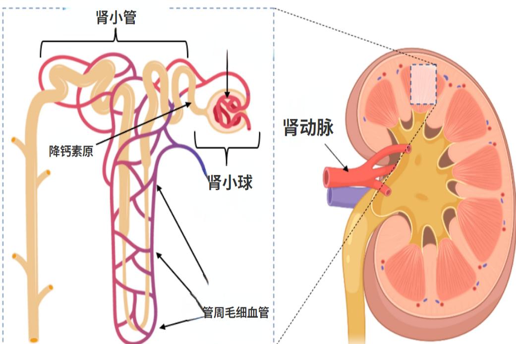 肾小球解剖结构示意图_瑞尔安心